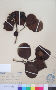 Specimen thumbnail